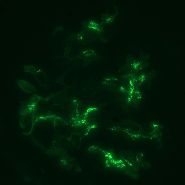 Banner: Immunofluorescence